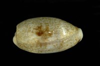 藏品(愛龍寶螺)的圖片